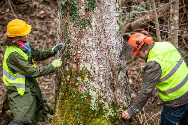 Best Tree Removal  in Fort Stewart, GA