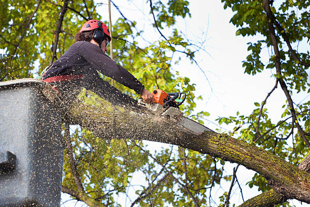 Best Tree Health Inspection  in Fort Stewart, GA