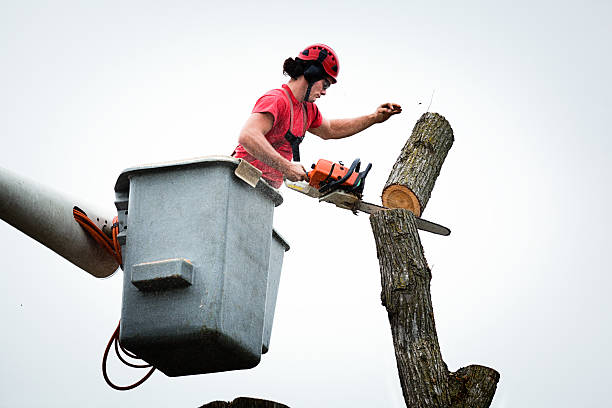How Our Tree Care Process Works  in  Fort Stewart, GA